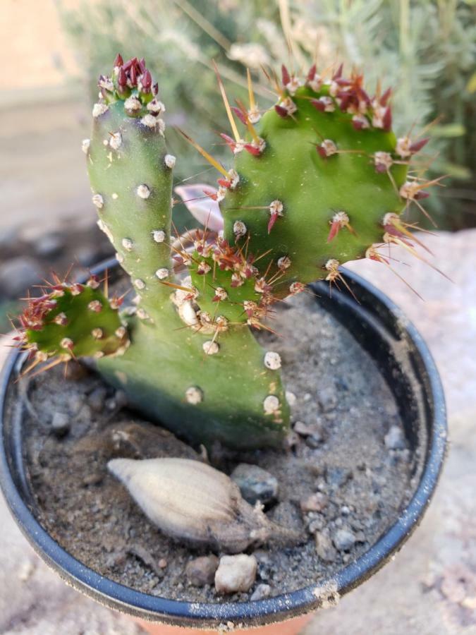Отель Casa Cactus Кафайяте Экстерьер фото